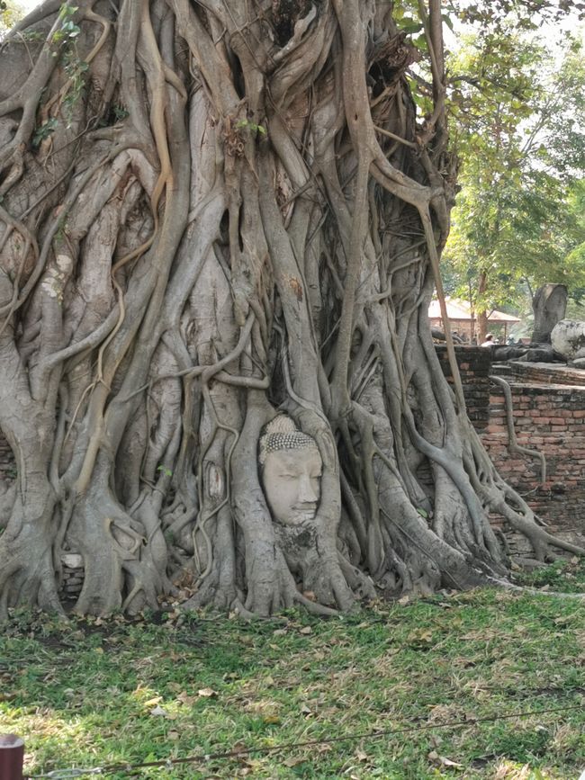 ... testa di Buddha cresciuta ...
