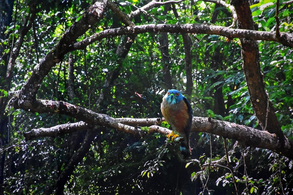 ¡AL JUNGLE! - El gasómetro de Pforzheim te transporta a la Amazonía