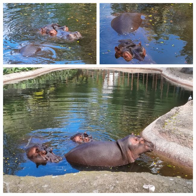Tag drei: Zoo Aurora und Stadtteil Cayala