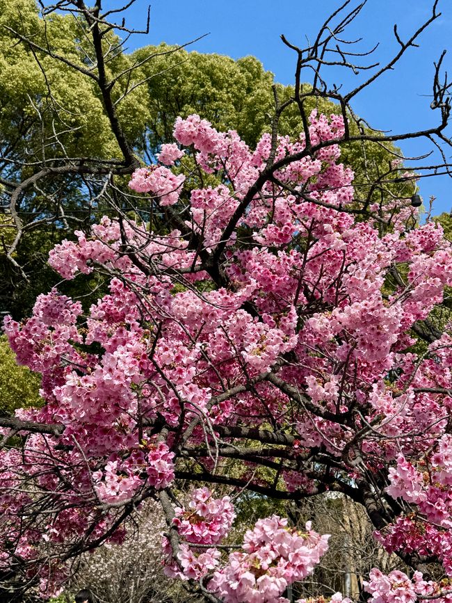 Parte 7
BENVENUTO IN GIAPPONE 🇯🇵
TOKYO