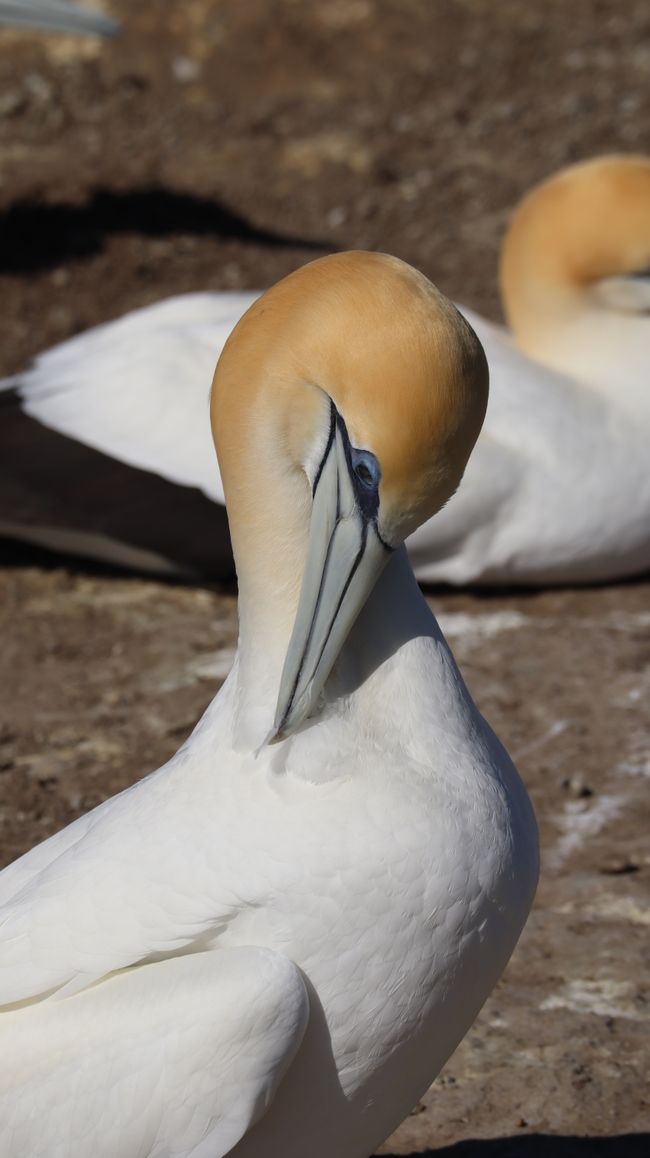 Gefiederpflege muss auch sein