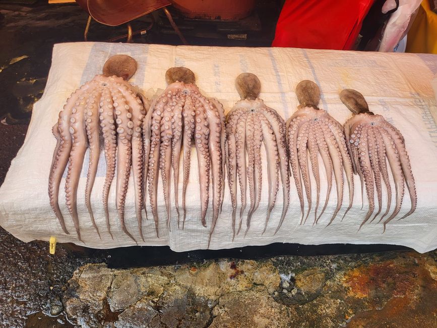 Oktopus in verschiedenen Größen