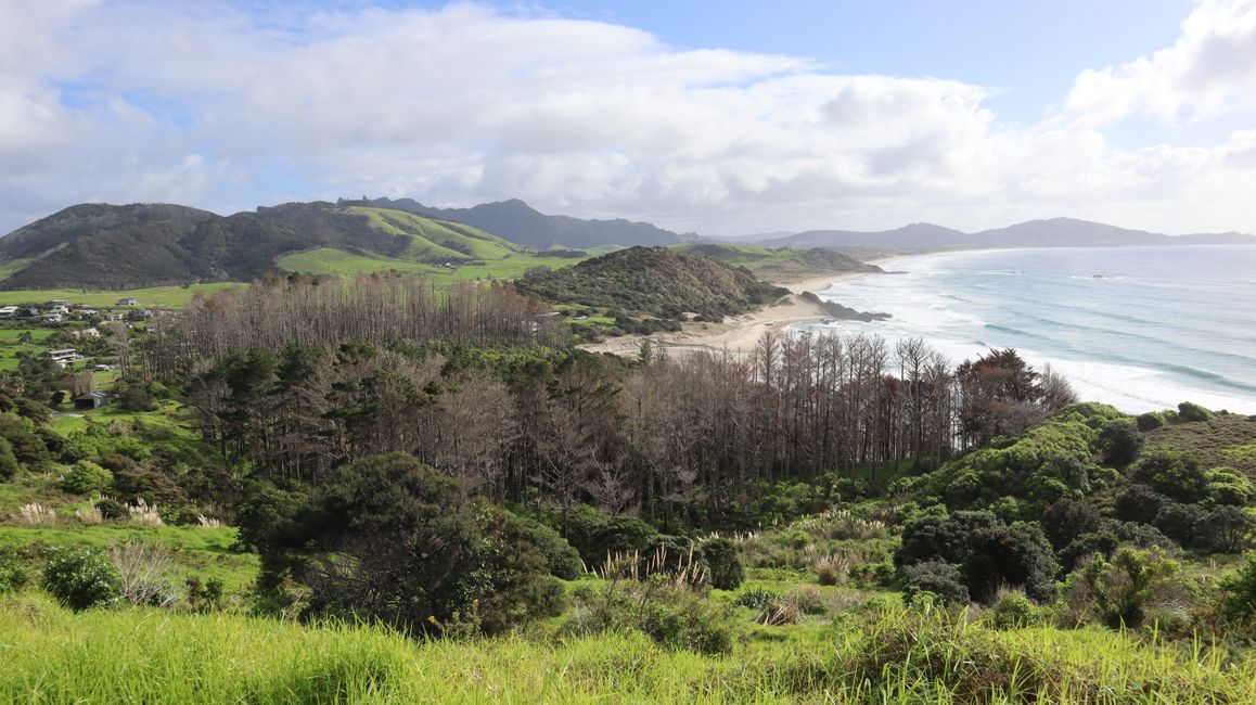 Bream Head