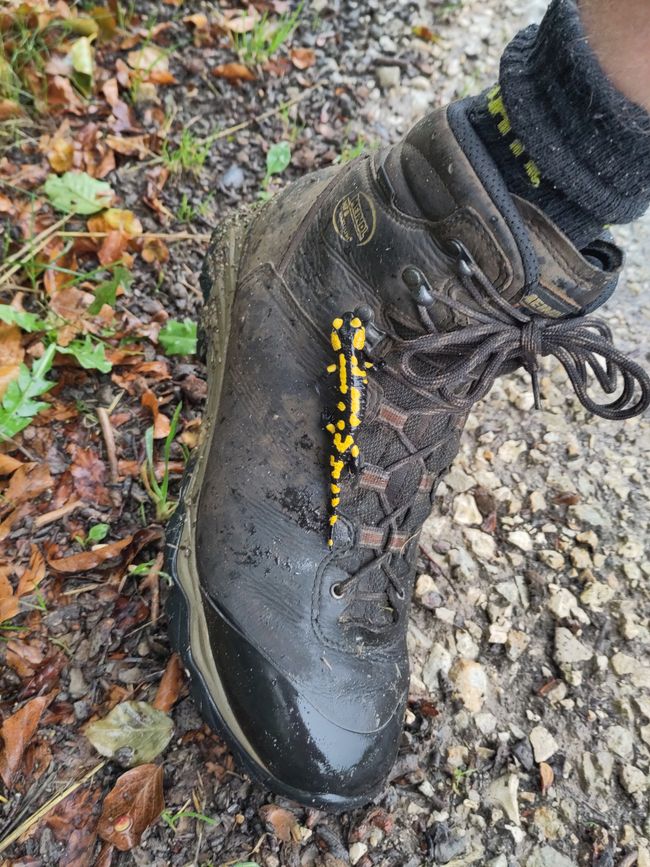 ein neugieriger "Lurchi" erkundet Georgs Wanderstiefel...