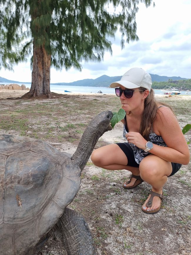 Seychelles - Giorno 13: Isola delle Tartarughe, ultimo snorkeling e viaggio di ritorno