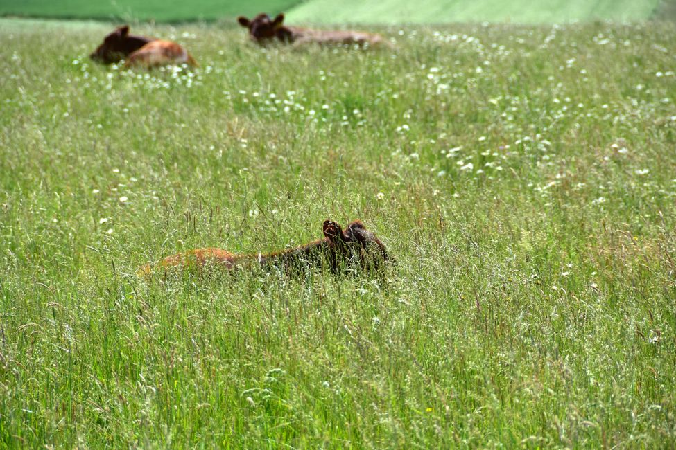 * * * S E C H T A S A F A R I - der Auerochsenweg
bei Bopfingen * * *