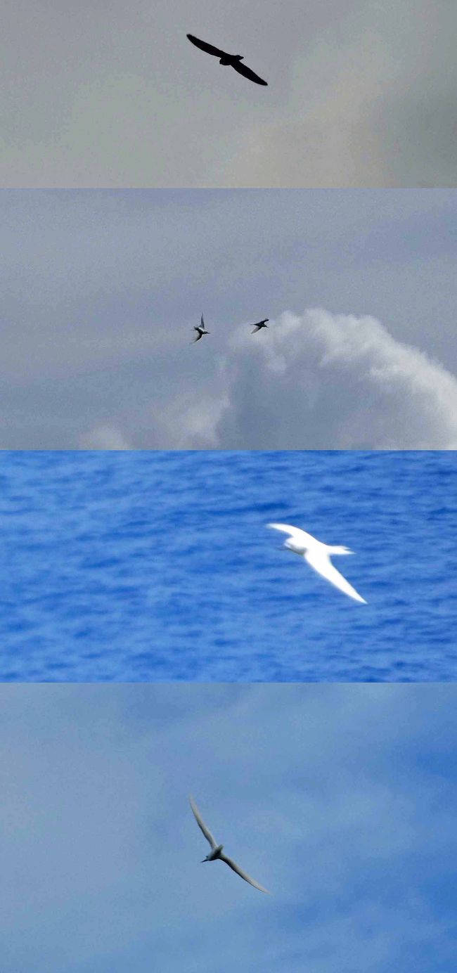 Neiafu, Vavaʻu, Tonga