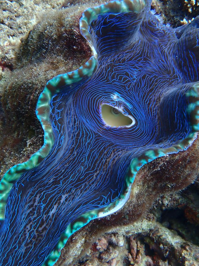 Great Barrier Reef