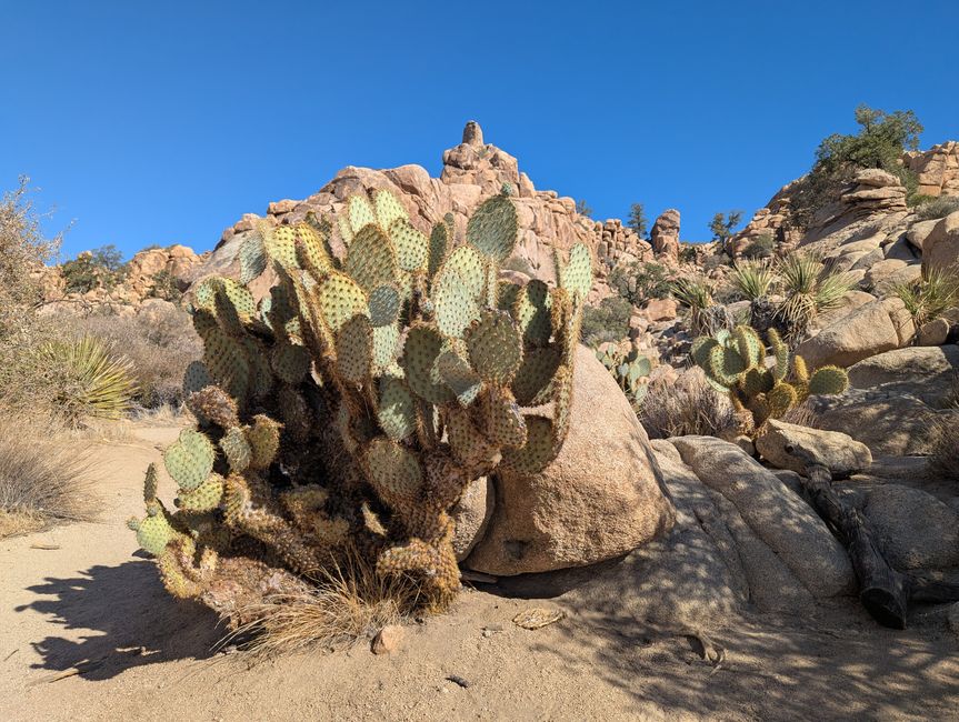 Joshua Tree