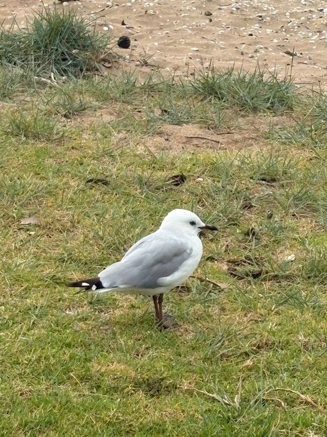 The most famous beach and the bleakest campsite in New Zealand - 90 Mile Beach