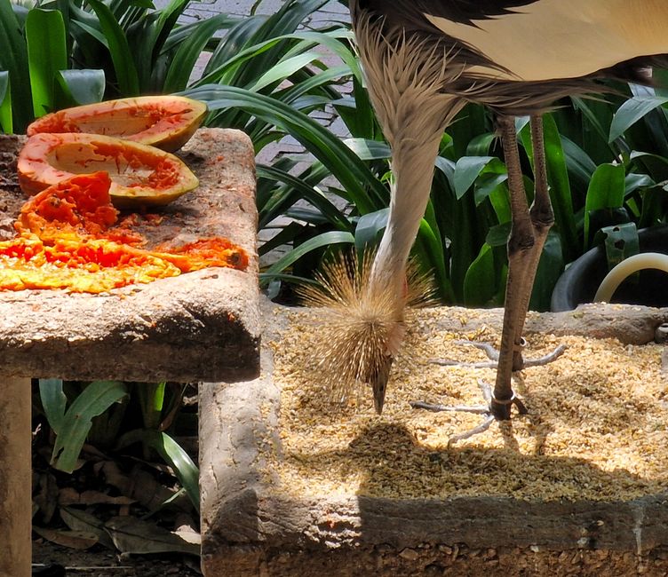 Bird Park
