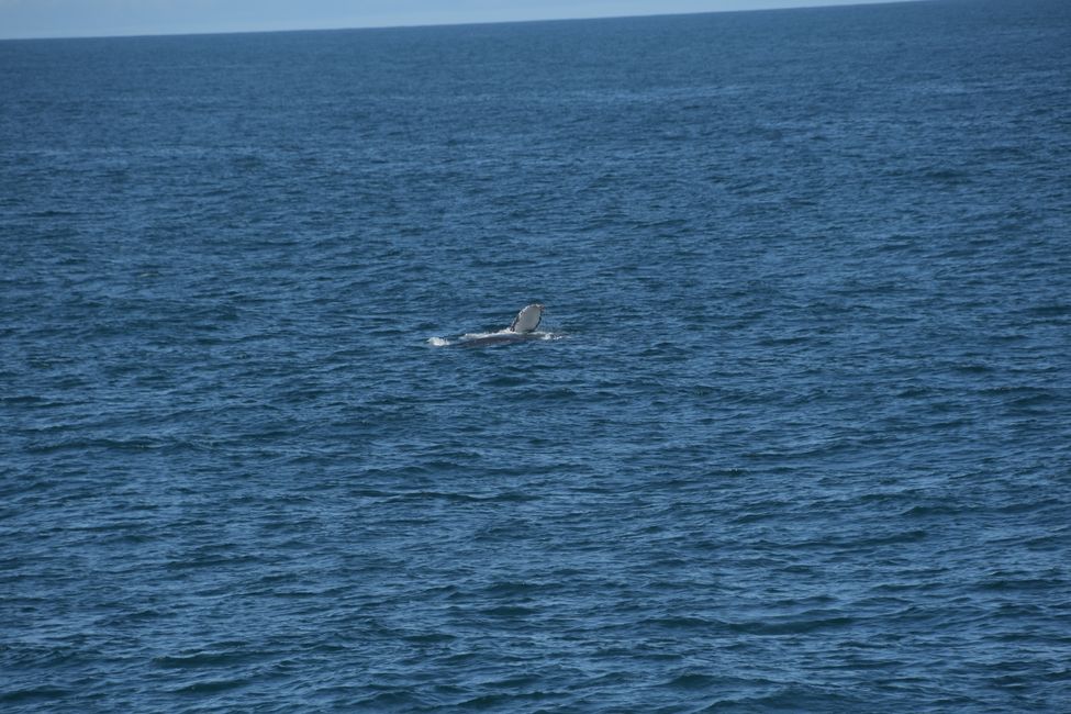 Walflosse / Whale fin