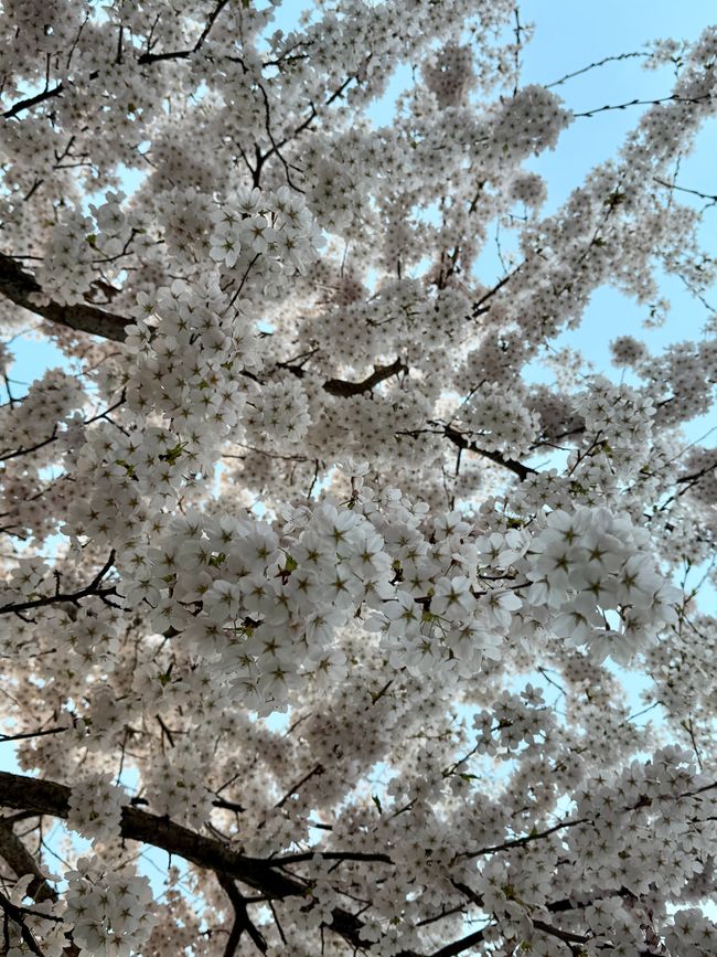 Frühling/ spring