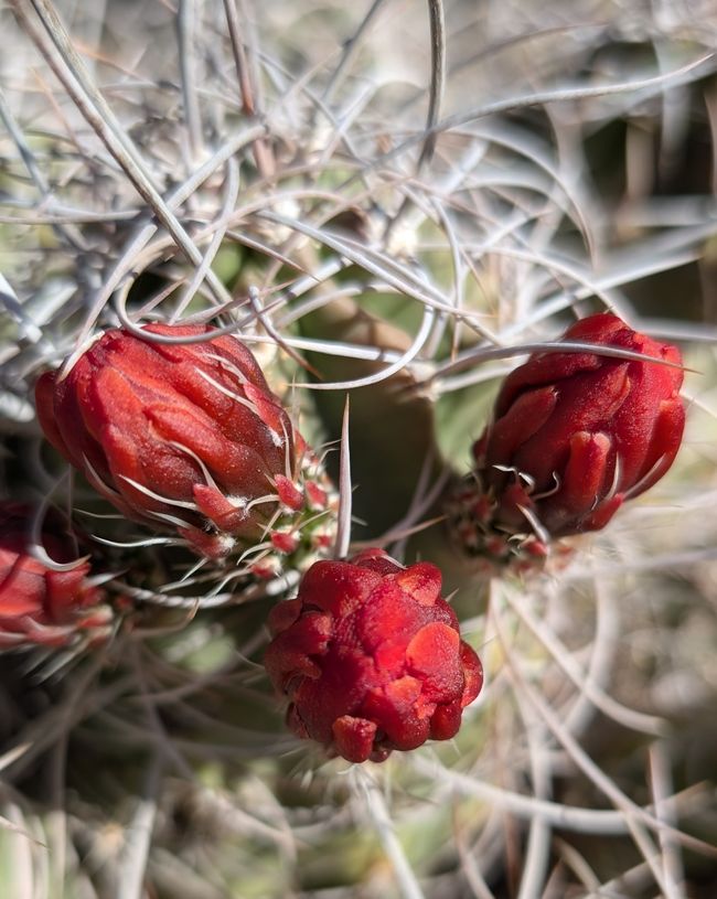 USA - Las Vegas and more ...   road trip 2025