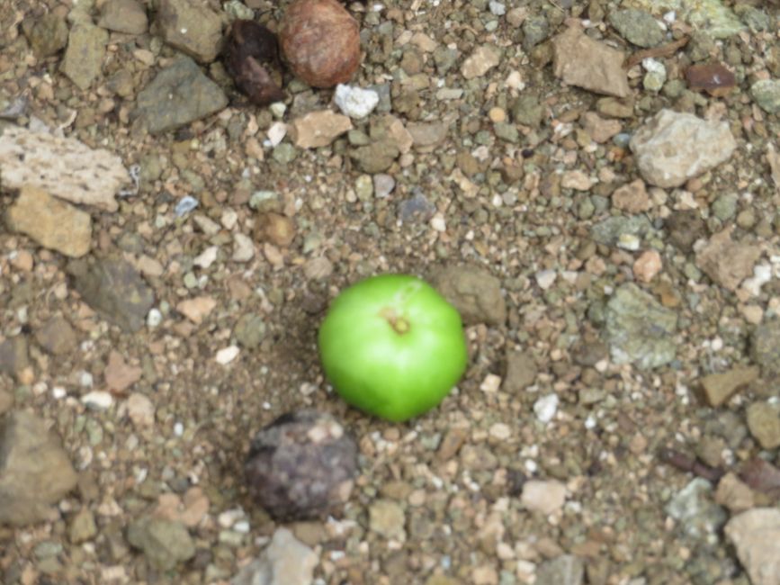 Fruit dangereux (vraiment ! )