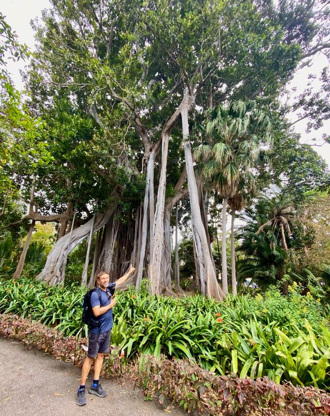 Ein "Giant Ficus" mit Luftwurzeln. Die riesigen Dimensionen sind leider auf dem Foto nicht darstellbar