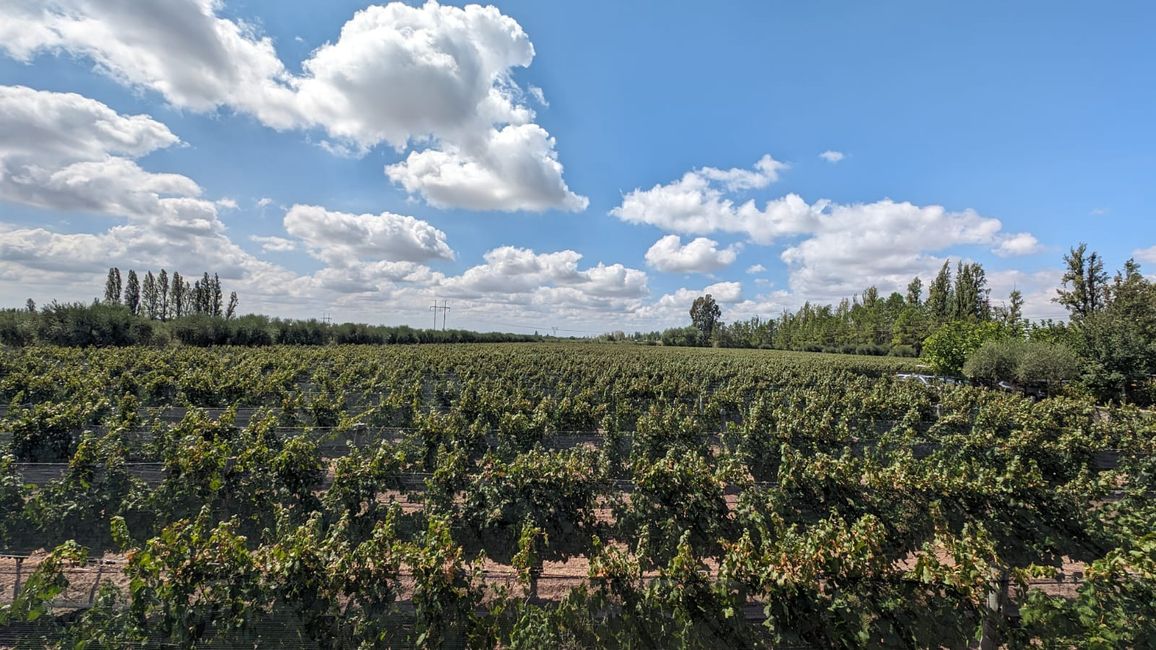 Région viticole Maipu/ Mendoza