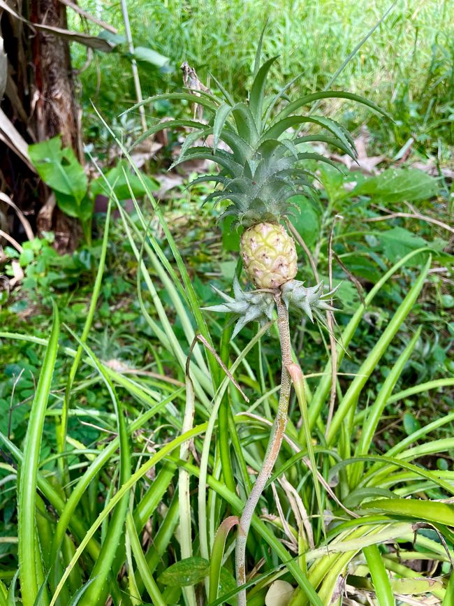 Mini-Ananas