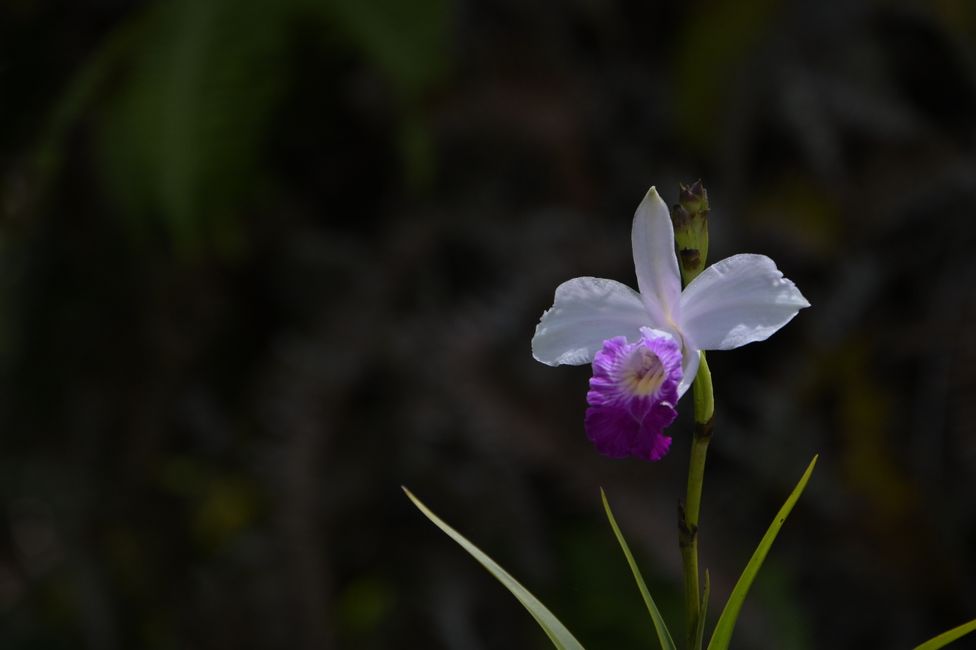 Le jour suivant - Orchidée bambou