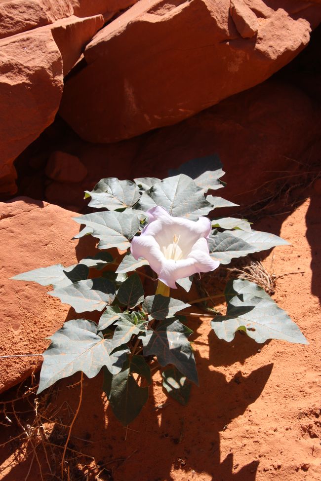 Flor de Luna