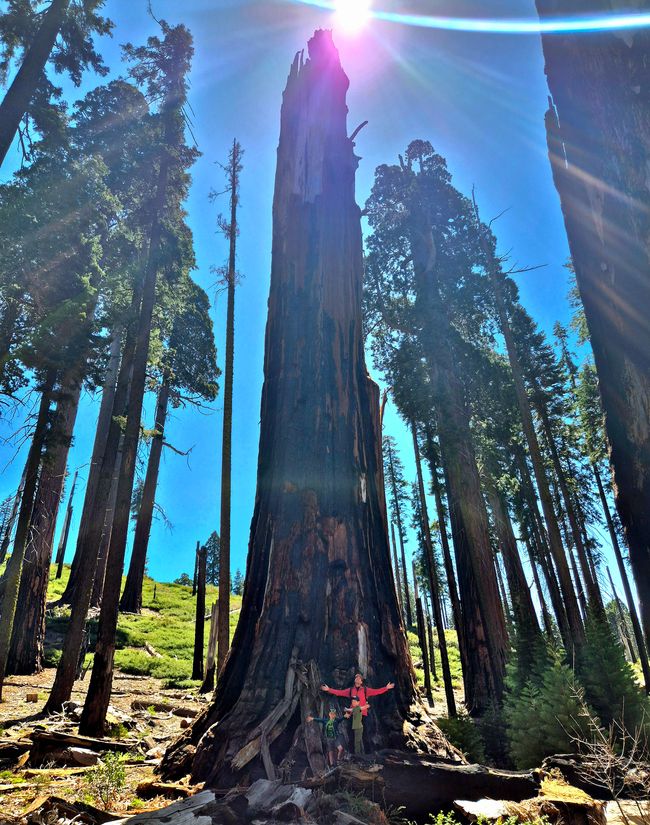 Giganteschi giganti nella Sequoia