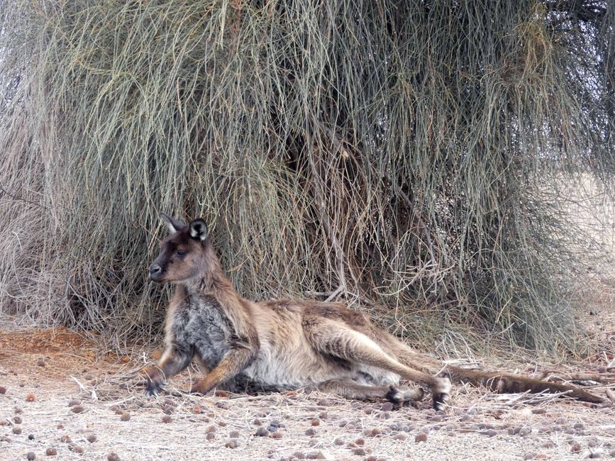Emu Bay und Stokes Bay, Kangaroo Island