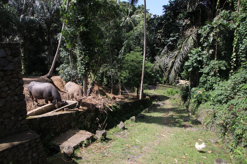 Tag 12 : En route dans le nord-est de Bali