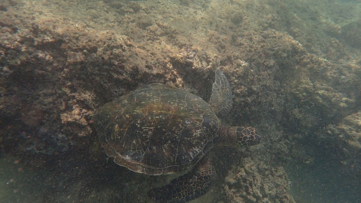 D18 - 7am Yoga with Norbi and Poipu beach with monk seals, sea turtles and Humuhumunukunukuapua‘a