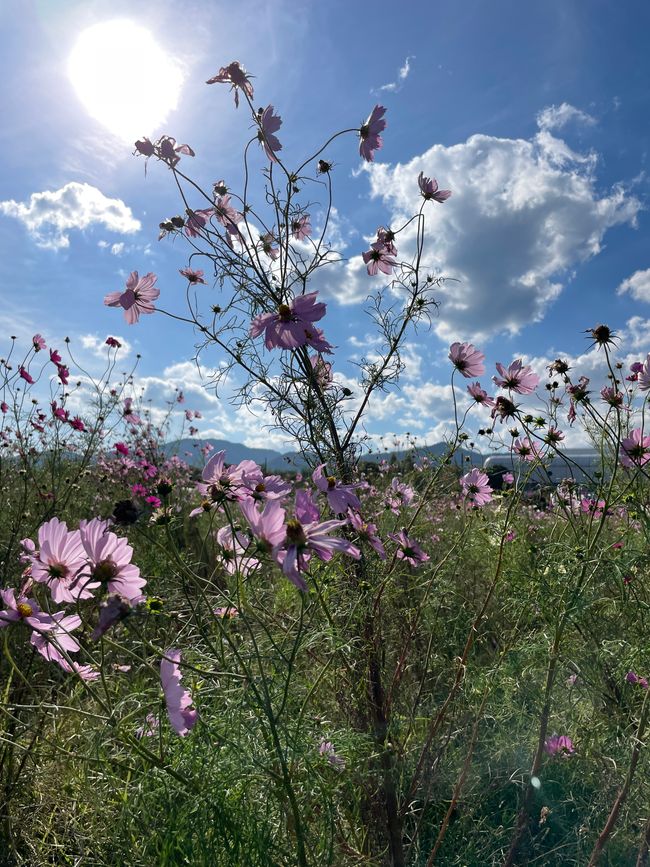 4.Kapitel: Ein bisschen vorzeitig ins Paradies