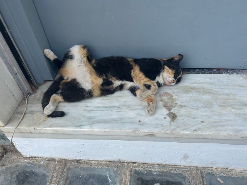 Katzen der Akropolis