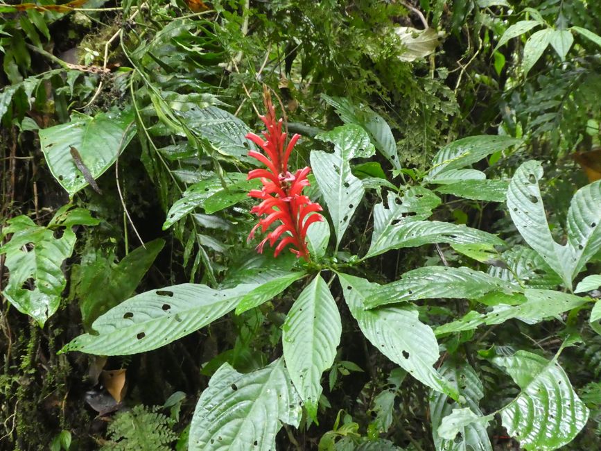 Monteverde Reservat