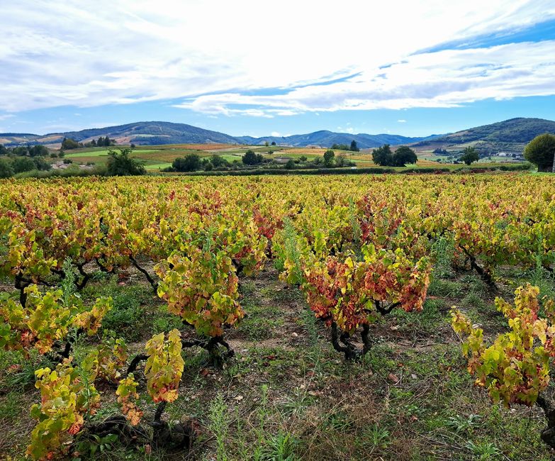 Vista al Beaujolais