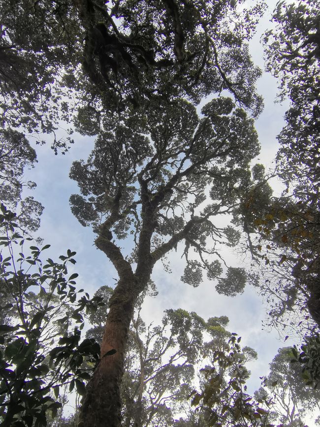 Cameron Highlands und George Town - Teeplantagen und Straßenkunst