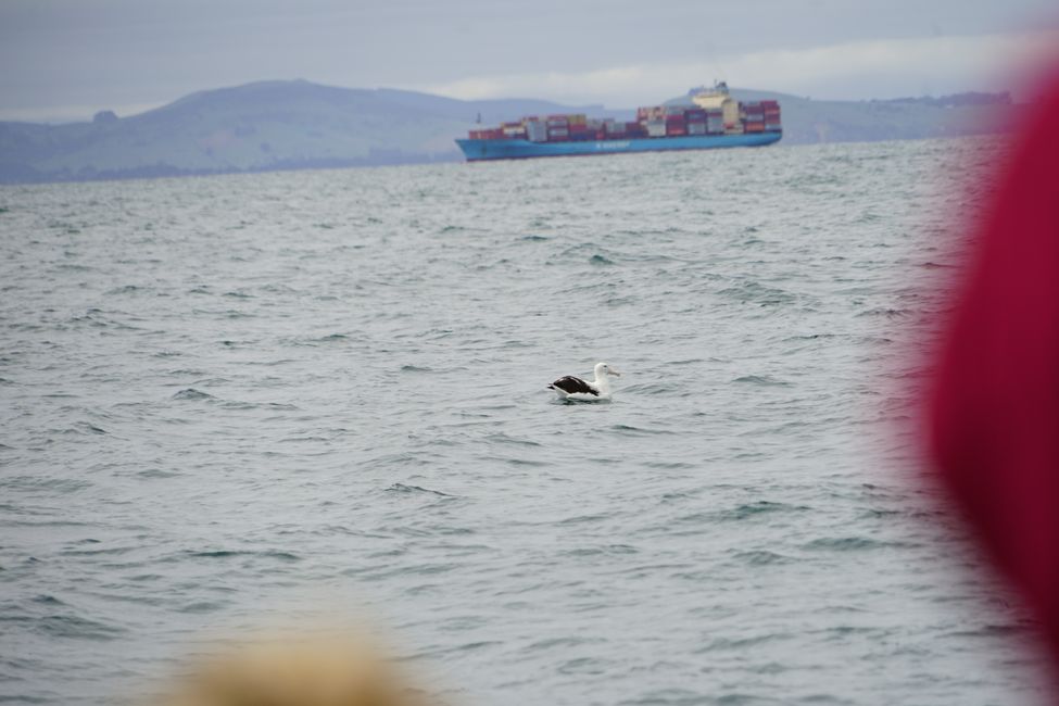 Timaru - Oamaru - Moeraki - Dunedin - Otago Peninsula - Oamaru