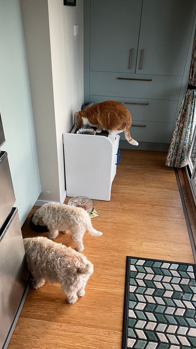 Raubtierfütterung am Morgen