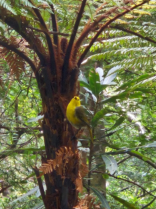 The rare bird of Stewart Island