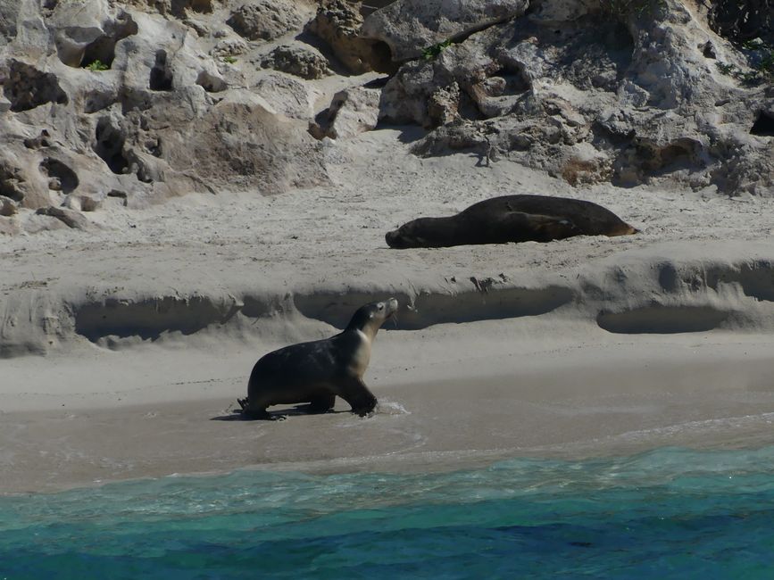 El león marino caminando