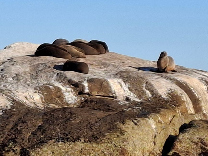 Cabo de Buena Esperanza + Playa de Boulders
