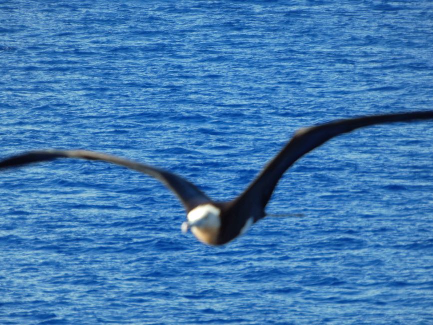 Henderson, Îles Pitcairn