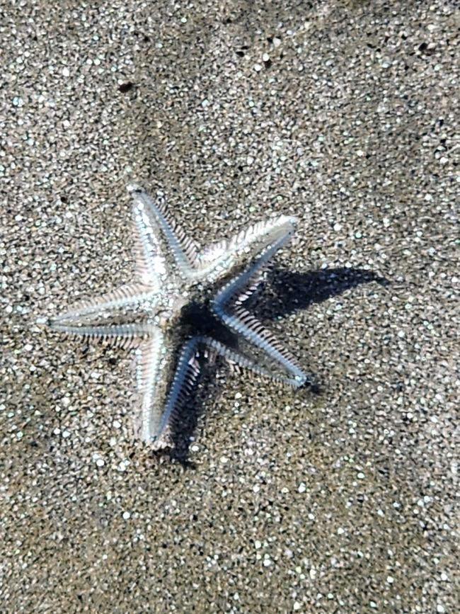 Tag 21, 15. Mai, Cape Hillsborough Nationalpark
