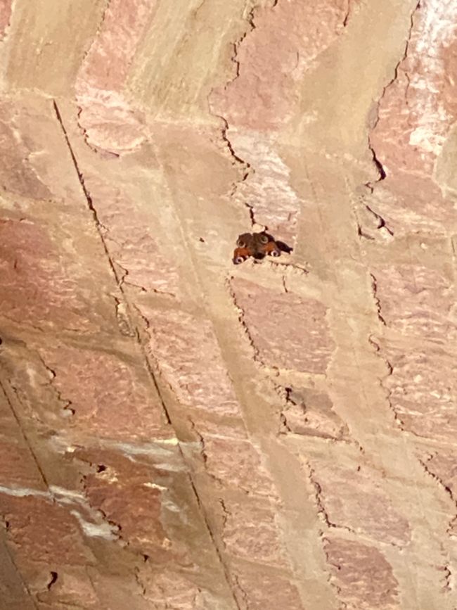 Im Gewölbekeller wohnt derzeit nur ein Schmetterling