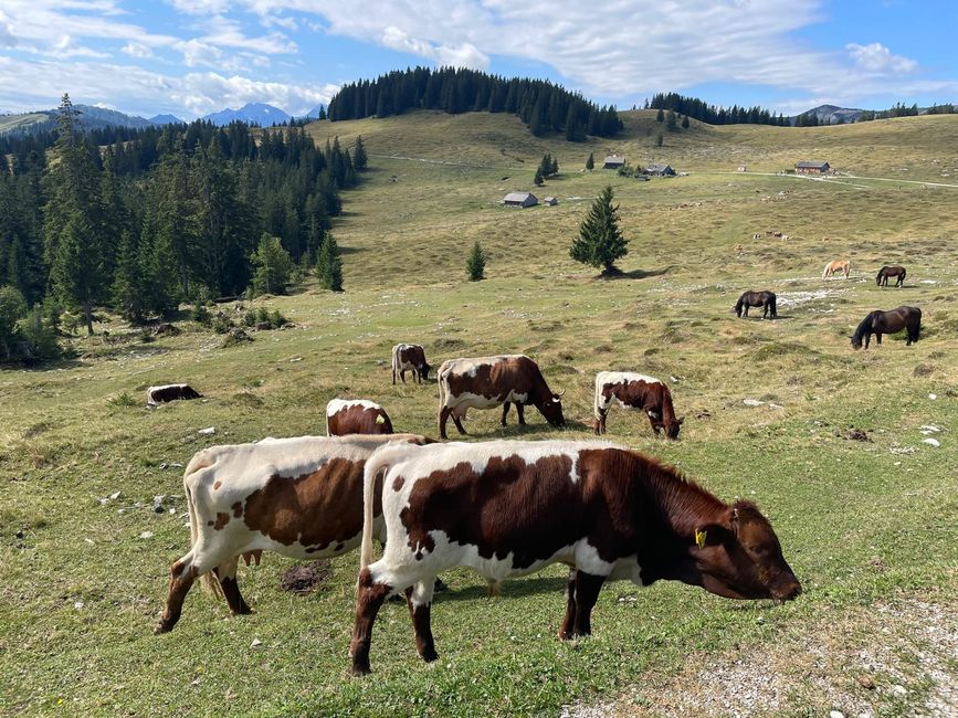 Postalm
