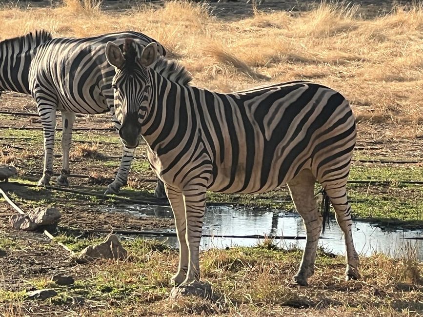 Namibia 2k25 🦓🏜️🐘