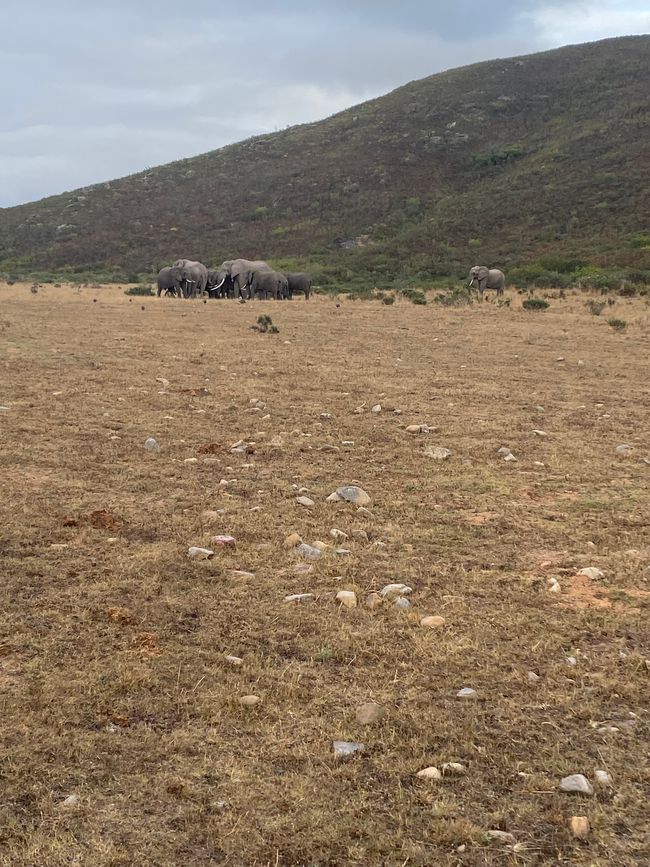 Elephant Hide, Knysna