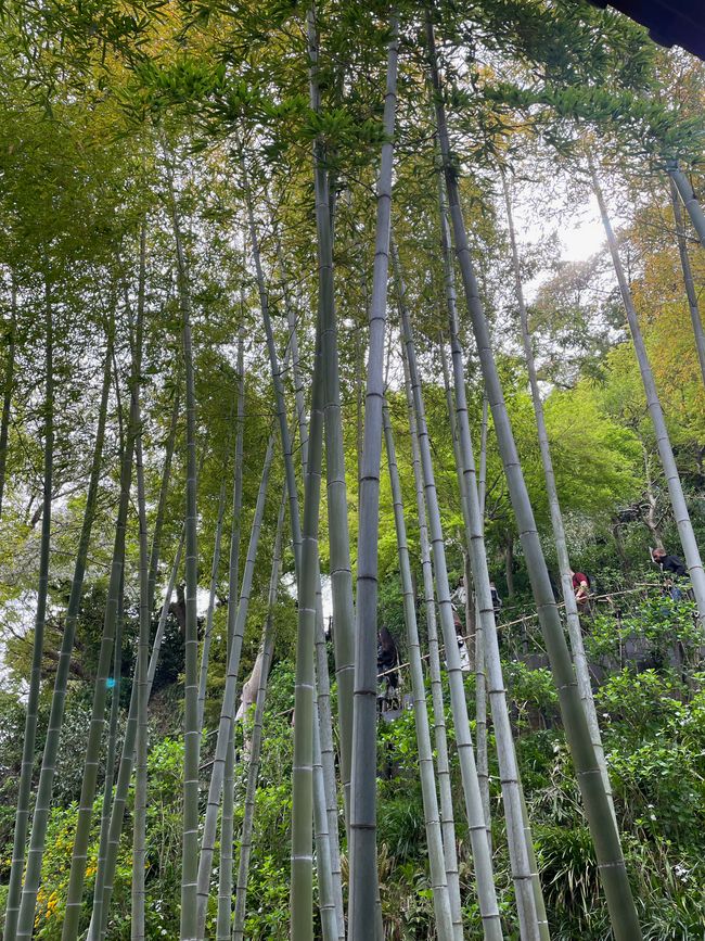Kamakura-Freitag-11.04.25