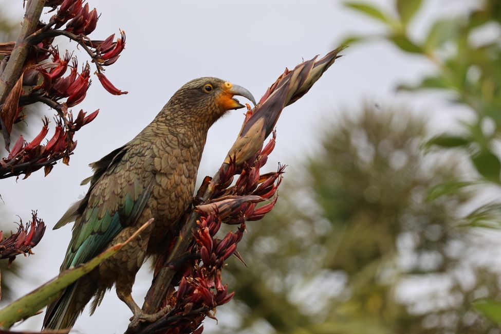 An der West Coast weiter Richtung Süden