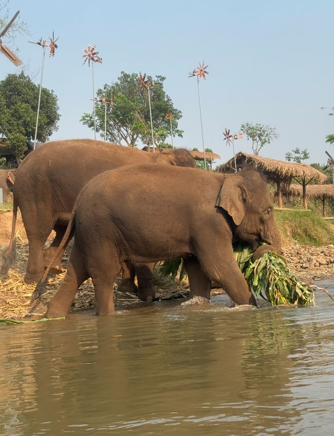 éléphants en passant