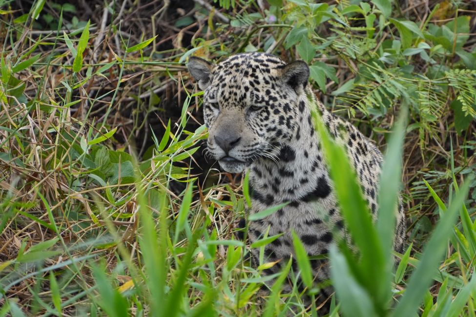 Jaguare en Porto Jofre