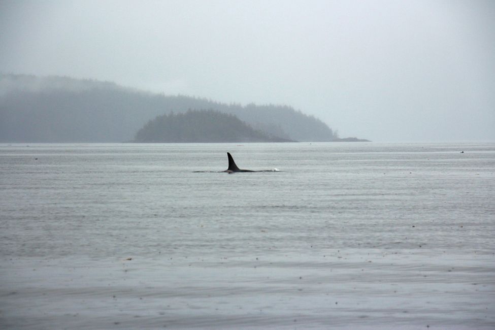 Tour de Observación de Ballenas de Seasmoke