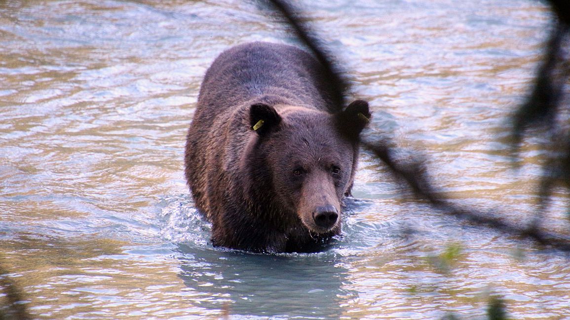 Etiqueta 26: Río Chilkoot - gran cine de osos & sesión de fotos con 'Lulu'